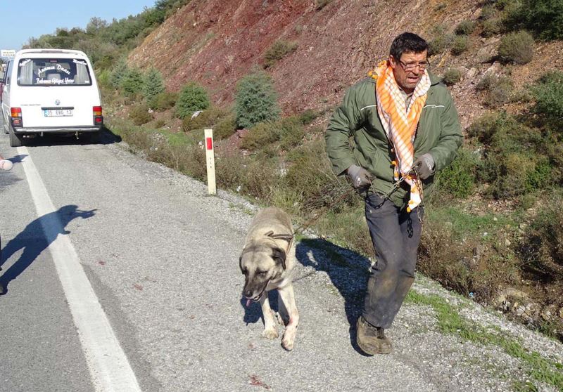 Köpeği arabanın arkasına bağlayıp koşturdu, çifte ceza aldı YENİ ASYA