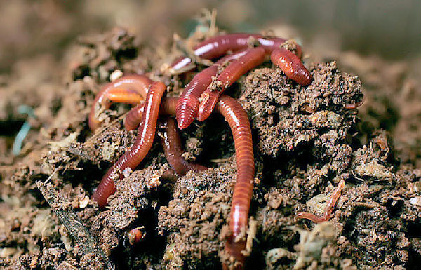 Two new species of Earthworm discovered in Kerala