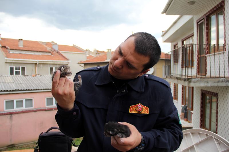 Depoda sıkışan kedi yavrularını itfaiye ekipleri kurtardı YENİ ASYA