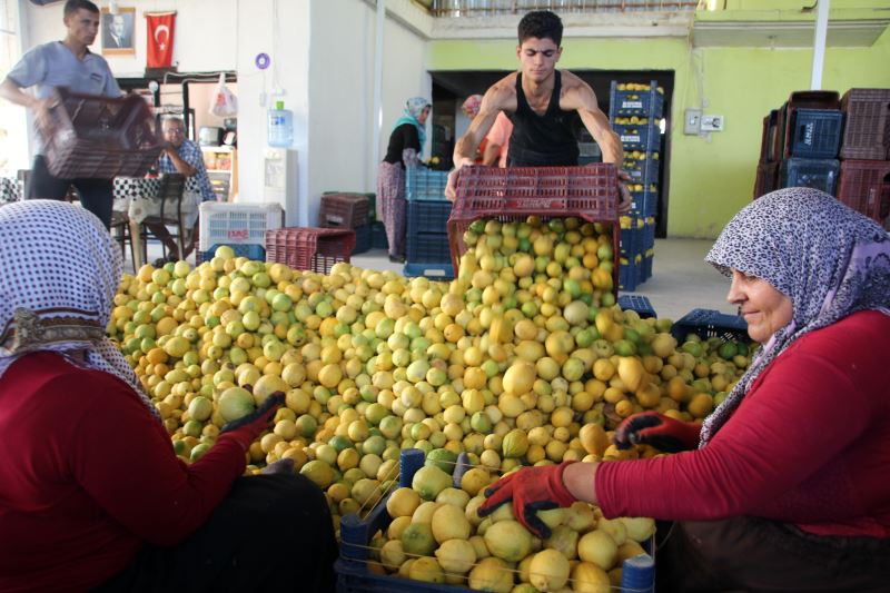 Yatak limon üreticisine kazandırıyor YENİ ASYA