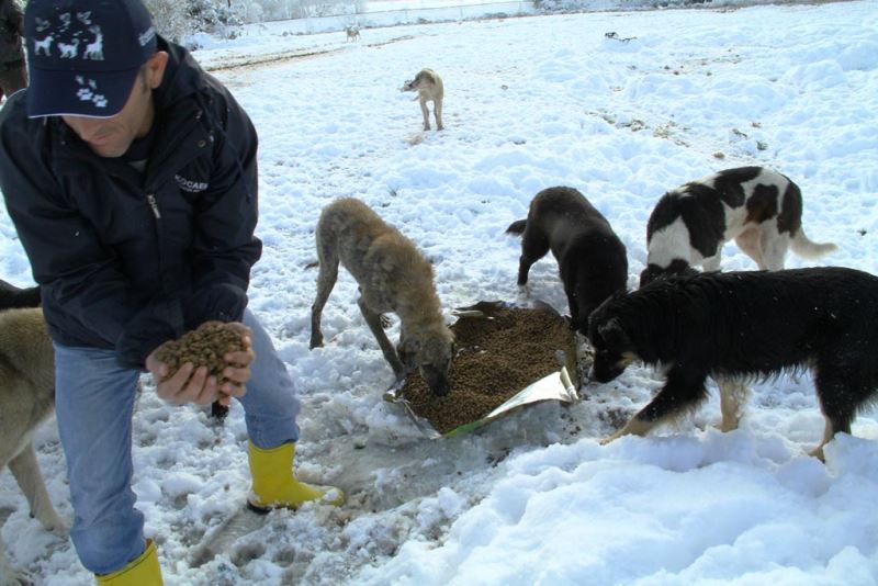 Kedi ve köpekler için 400 kilo mama bırakıldı YENİ ASYA