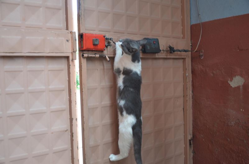 Yetenekli kedi Mırmır patileriyle kapıyı açıyor YENİ ASYA
