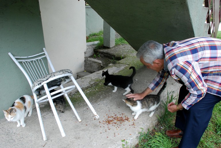 Lojman bahçesinde kedi besleyen işçi sürgün edildi YENİ ASYA