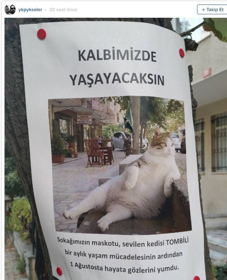Sosyal medyada fenomen olan kedi hayata gözlerini yumdu YENİ ASYA