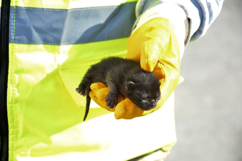 Yolcu gemisine giren kedi, koltuğun üzerinde doğum yaptı YENİ ASYA