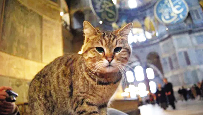 AyaSofya'nÄ±n kedisi Gli.. ile ilgili gÃ¶rsel sonucu