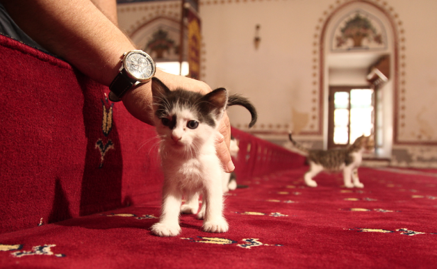 yeni asya