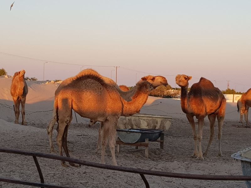 Ebu Humud ve develer - YENİ ASYA