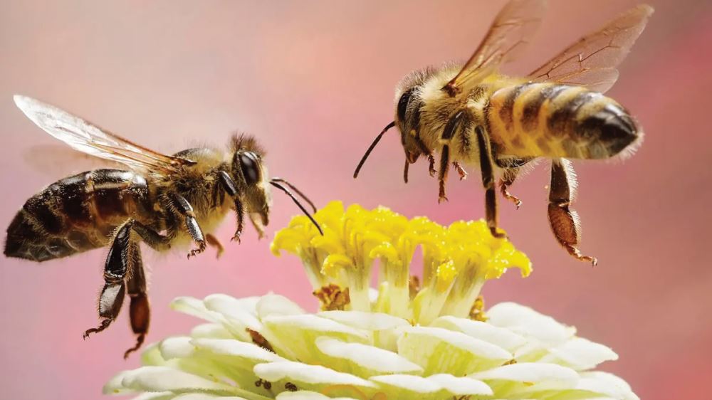 Arıların çiçekle yaptığı ticareti düşündünüz mü? - YENİ ASYA