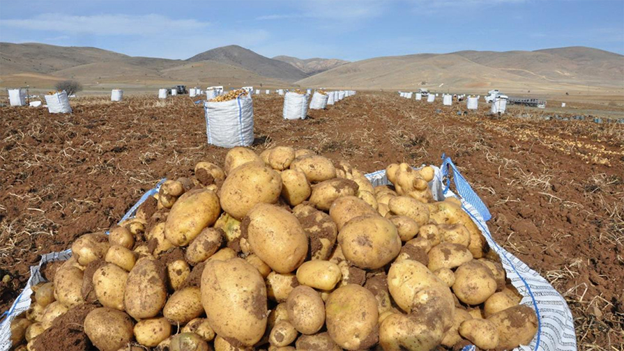 Patates çürüme riskiyle karşı karşıya