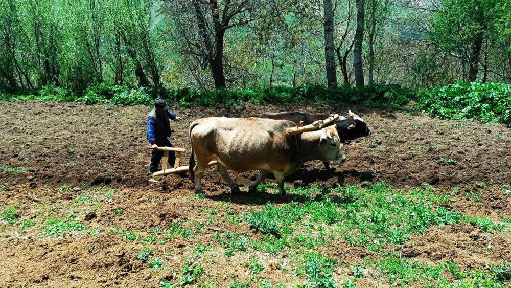 Çiftçi sabana döndü