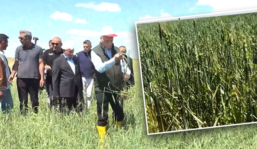 Hububat alım fiyatına tepki